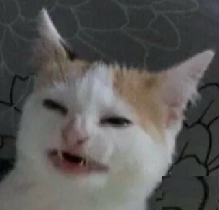 Sticker from Chai's Cat Memes