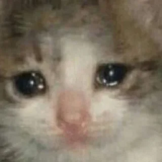 Sticker from Chai's Cat Memes