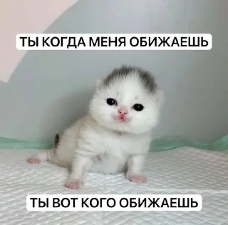 Sticker from КОТЕНКИ