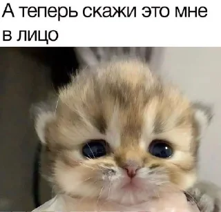 Sticker from КОТЕНКИ