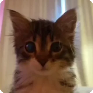 😐 emoji Cutecateeeeesssssss Telegram sticker 18 of 48