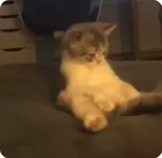 🫢 emoji Cutecateeeeesssssss Telegram sticker 9 of 48