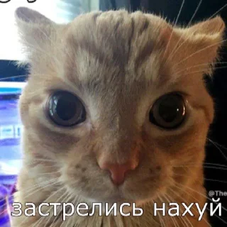 Sticker from кот на паспорт