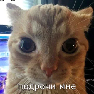 Sticker from кот на паспорт