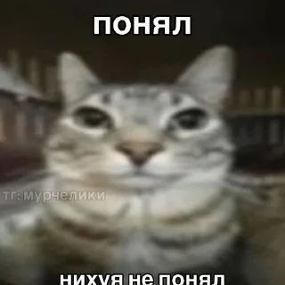 Sticker from котеки @TgEmodziBot