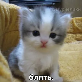 Sticker from котеки @TgEmodziBot