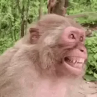 🐵 emoji @stiki_tg_nah_canal Telegram sticker 21 of 50