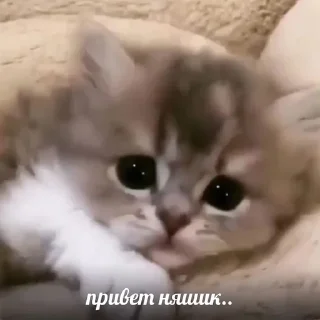 🌟 emoji щиты спасают мою жизнь :: @raikkirri Telegram sticker 20 of 113