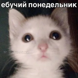Sticker from смехатульки от stkillqw