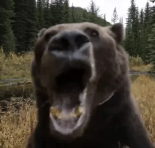 Sticker from Косолапые