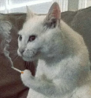 😭 emoji Будь ты проклят, Перри Утконос Telegram sticker 19 of 115