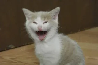 😂 emoji Больше стикеров тут: @stikery_emodzi_memy Telegram sticker 14 of 50