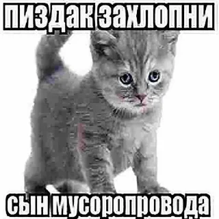 Sticker from Пиздец ➡️ @Ditesar