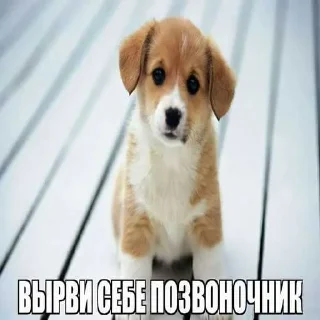 Sticker from Пиздец ➡️ @Ditesar