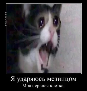 🤯 emoji Будни кота кликот Telegram sticker 3 of 7