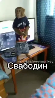 Sticker from Тгк-@kirshyyymonkey