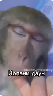 Sticker from Тгк-@kirshyyymonkey