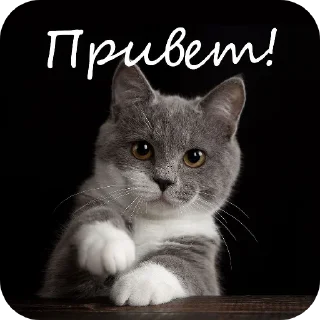 🐱 emoji bani Telegram sticker 11 of 47