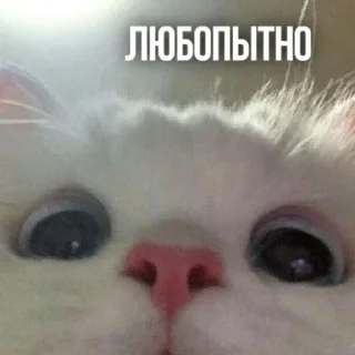 👀 emoji Создано в @sozdsti_bot Telegram sticker 12 of 111
