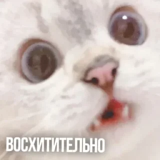 😯 emoji Создано в @sozdsti_bot Telegram sticker 19 of 111