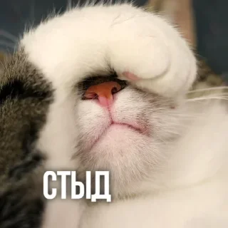 🙈 emoji Создано в @sozdsti_bot Telegram sticker 14 of 111