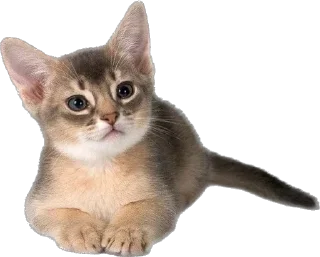 🤩 emoji Котики ➡️ @Ctikerubot Telegram sticker 11 of 14