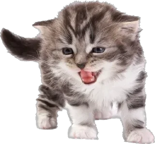 🤩 emoji Котики ➡️ @Ctikerubot Telegram sticker 13 of 14