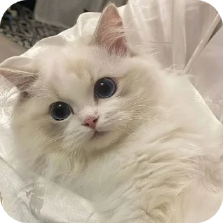 👍 emoji Котики @m1lkxx ➡️ @Ctikerubot Telegram sticker 5 of 27