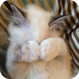 🐱 emoji Котики @m1lkxx ➡️ @Ctikerubot Telegram sticker 17 of 27