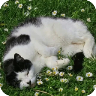 🐱 emoji Котики @m1lkxx ➡️ @Ctikerubot Telegram sticker 21 of 27