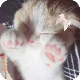 🐱 emoji Котики @m1lkxx ➡️ @Ctikerubot Telegram sticker 23 of 27