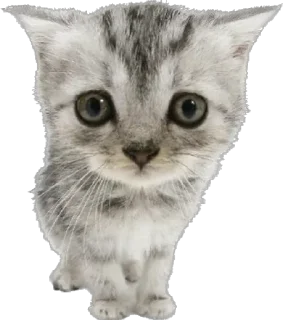 🤩 emoji Котики ➡️ @Ctikerubot Telegram sticker 9 of 14