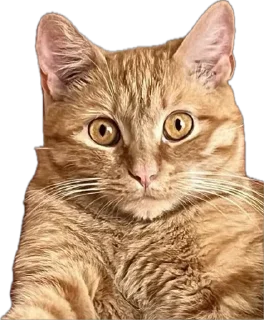 😳 emoji Котики ➡️ @Ctikerubot Telegram sticker 10 of 14
