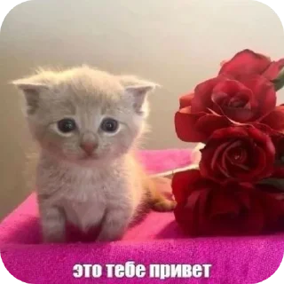 Sticker from Котики ➡️ @Ctikerubot