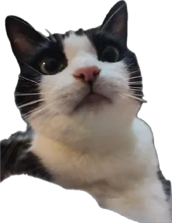 😤 emoji Котики ➡️ @Ctikerubot Telegram sticker 14 of 14