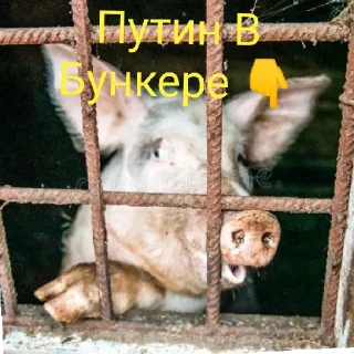 😄 emoji Слава ДСУ-17-я Telegram sticker 6 of 11