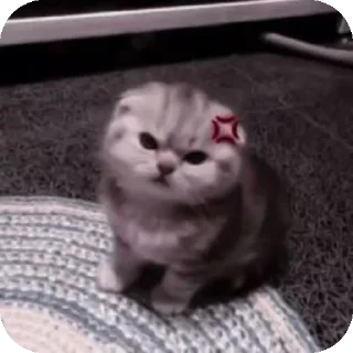 🐱 emoji Далер самый лучший @Dalerrreooww Telegram sticker 14 of 74