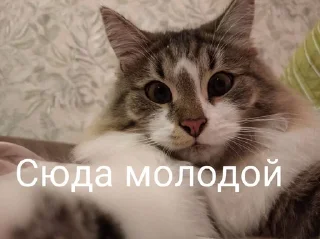 Sticker from vovanchik stickers