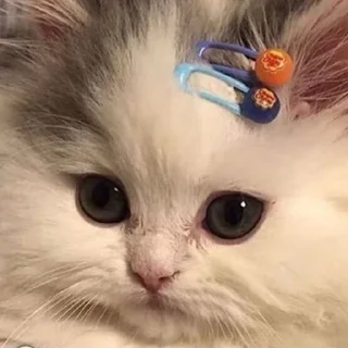 🥺 emoji Угар Telegram sticker 17 of 93
