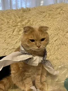 Sticker from котики