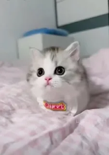 Sticker from Котики