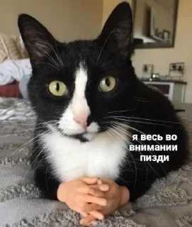Sticker from КоТики
