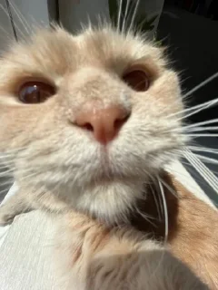 Sticker from котики