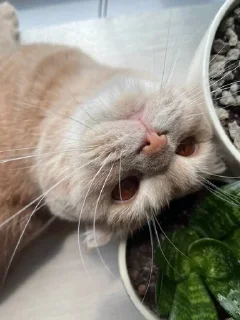 Sticker from котики