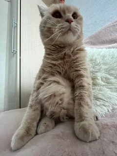 Sticker from котики