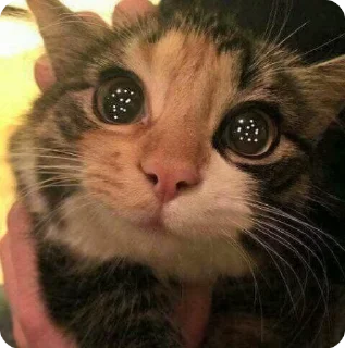 🌟 emoji хйта Telegram sticker 7 of 38