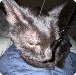 🌟 emoji хйта Telegram sticker 10 of 38