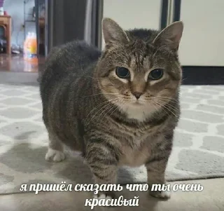 💝 emoji чикибамбони Telegram sticker 18 of 77