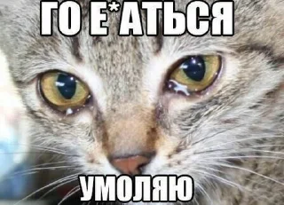 😿 emoji чикибамбони Telegram sticker 16 of 77