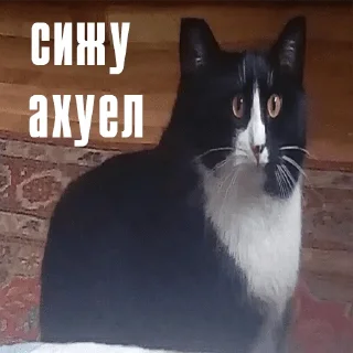 Sticker from чикибамбони